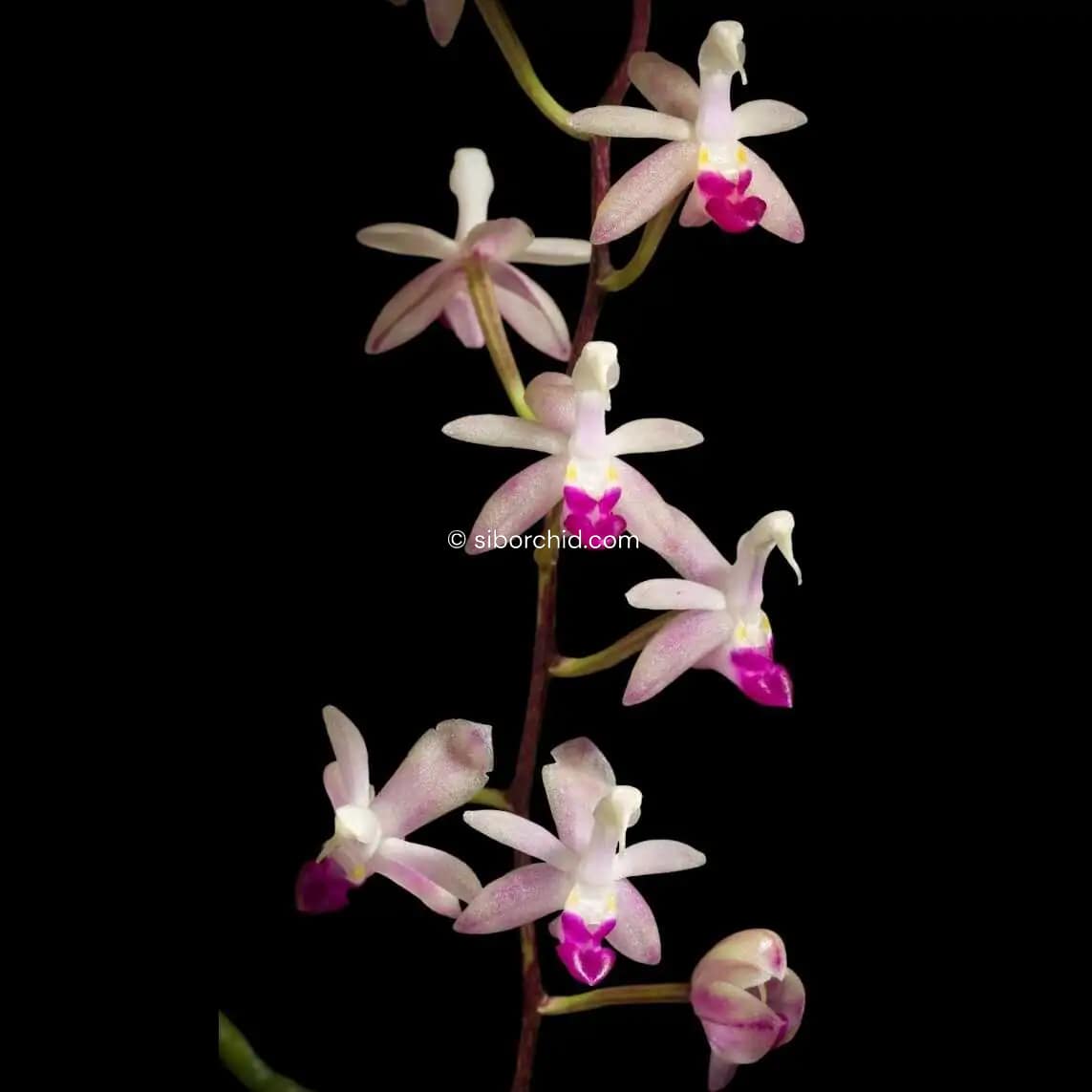 Stereochilus pachyphyllus