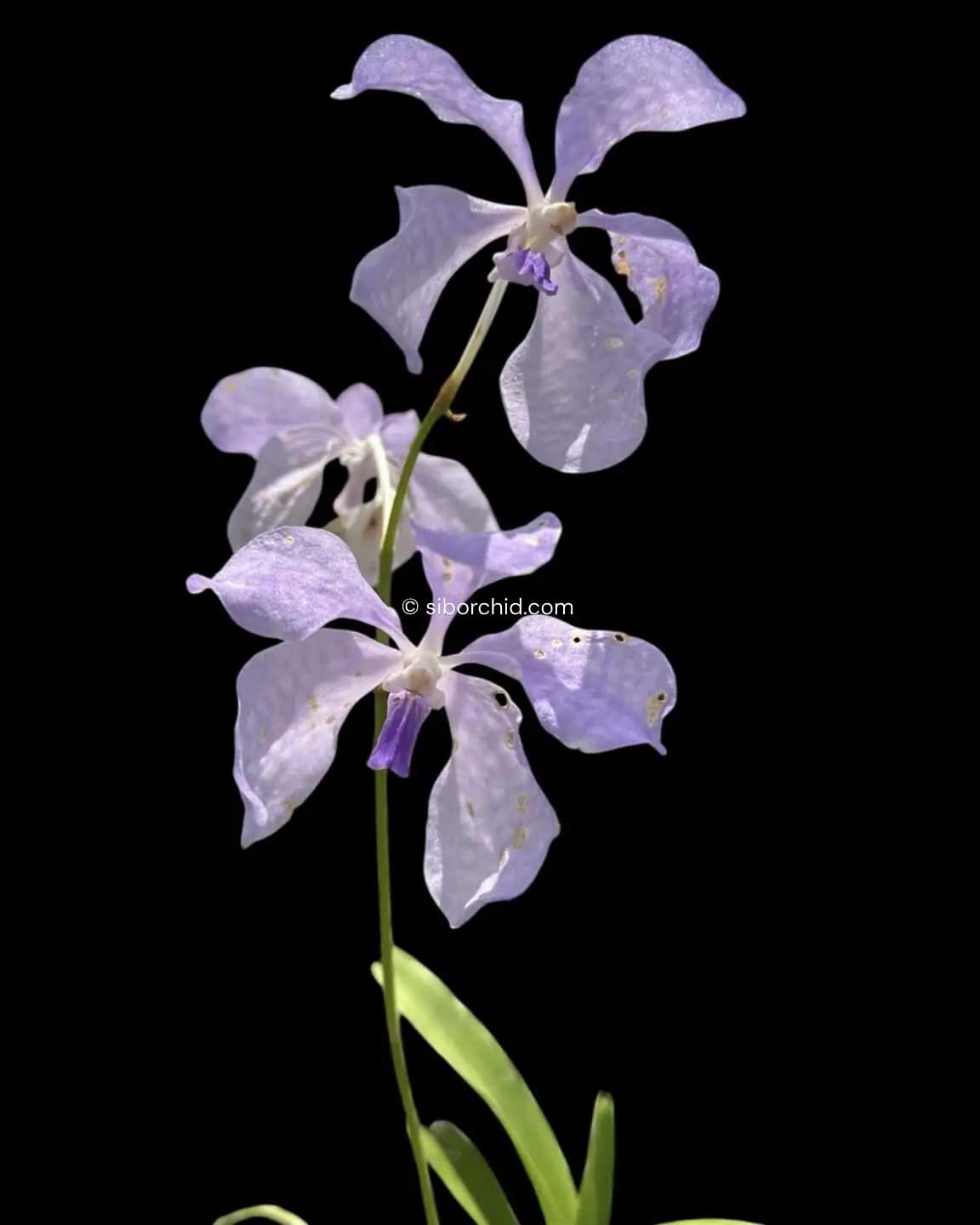 Vanda coerulea Blue - Image 3
