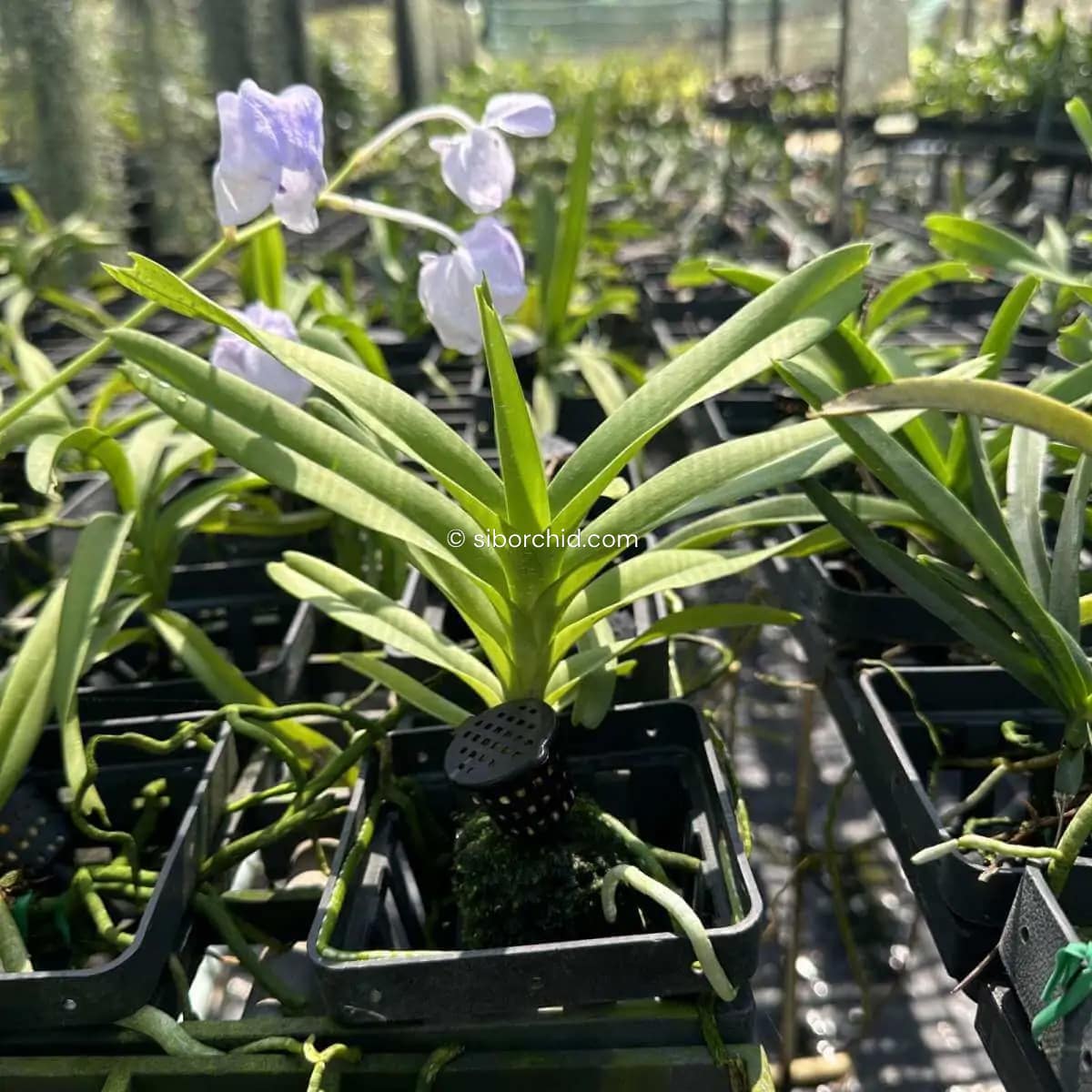Vanda coerulea