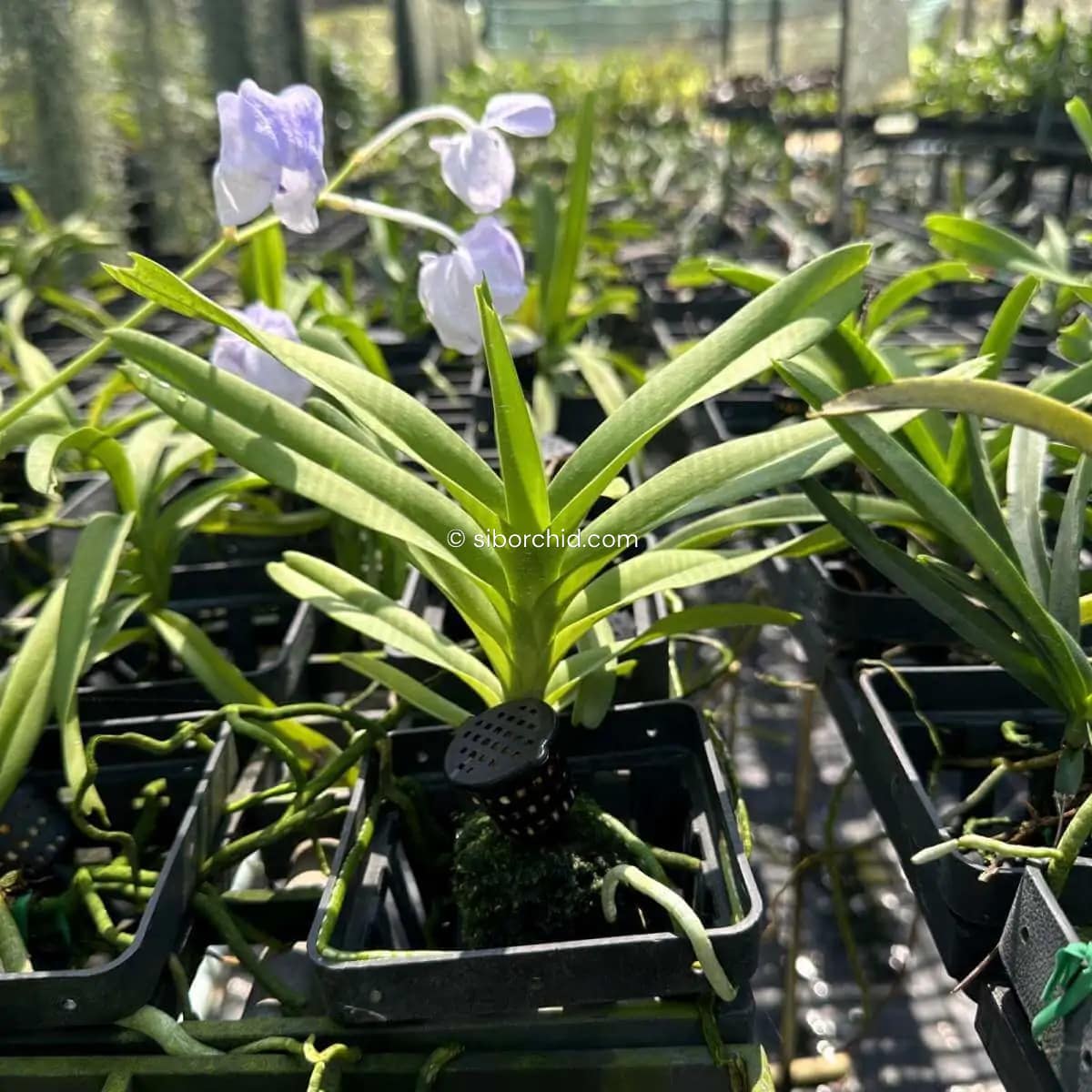 Vanda coerulea