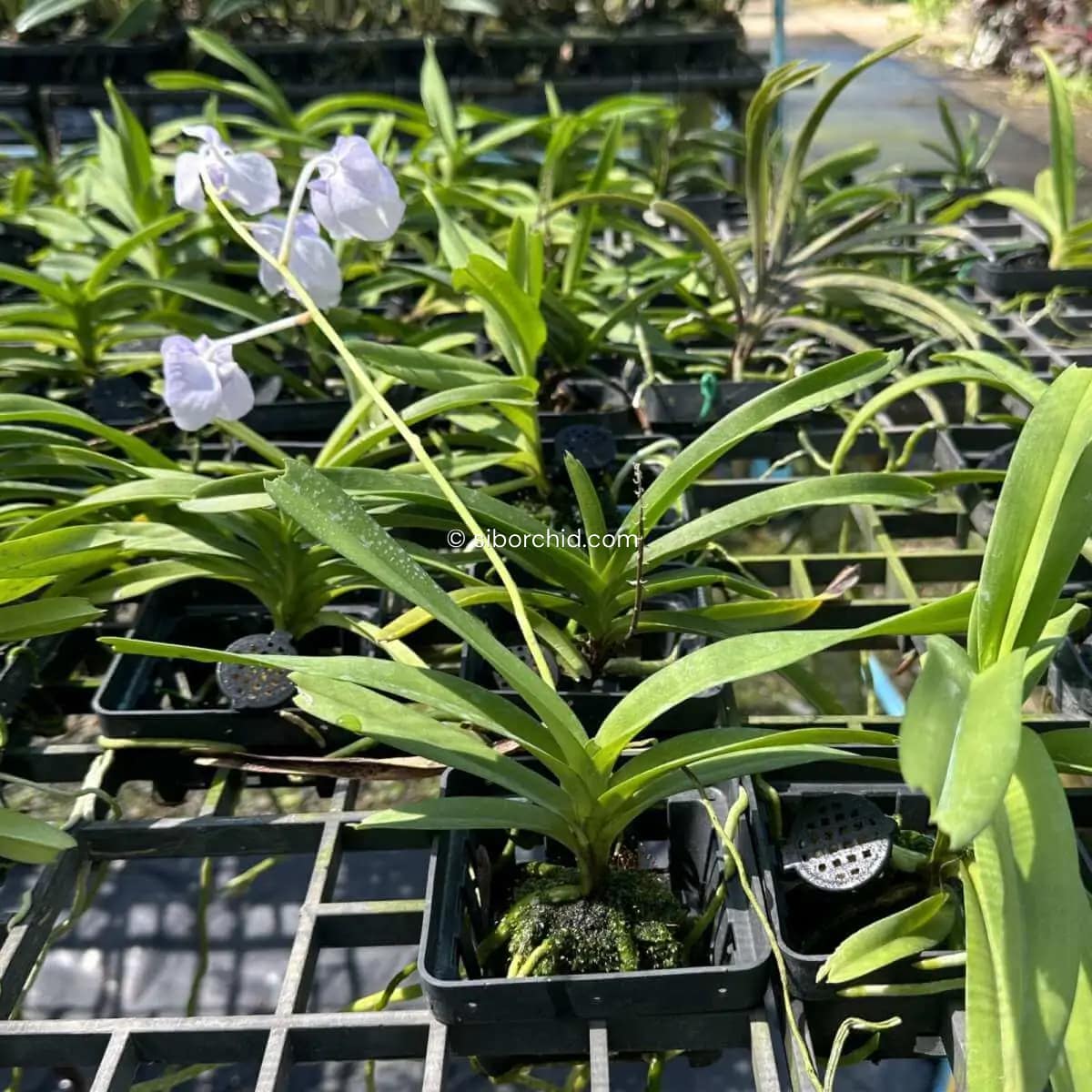 Vanda coerulea