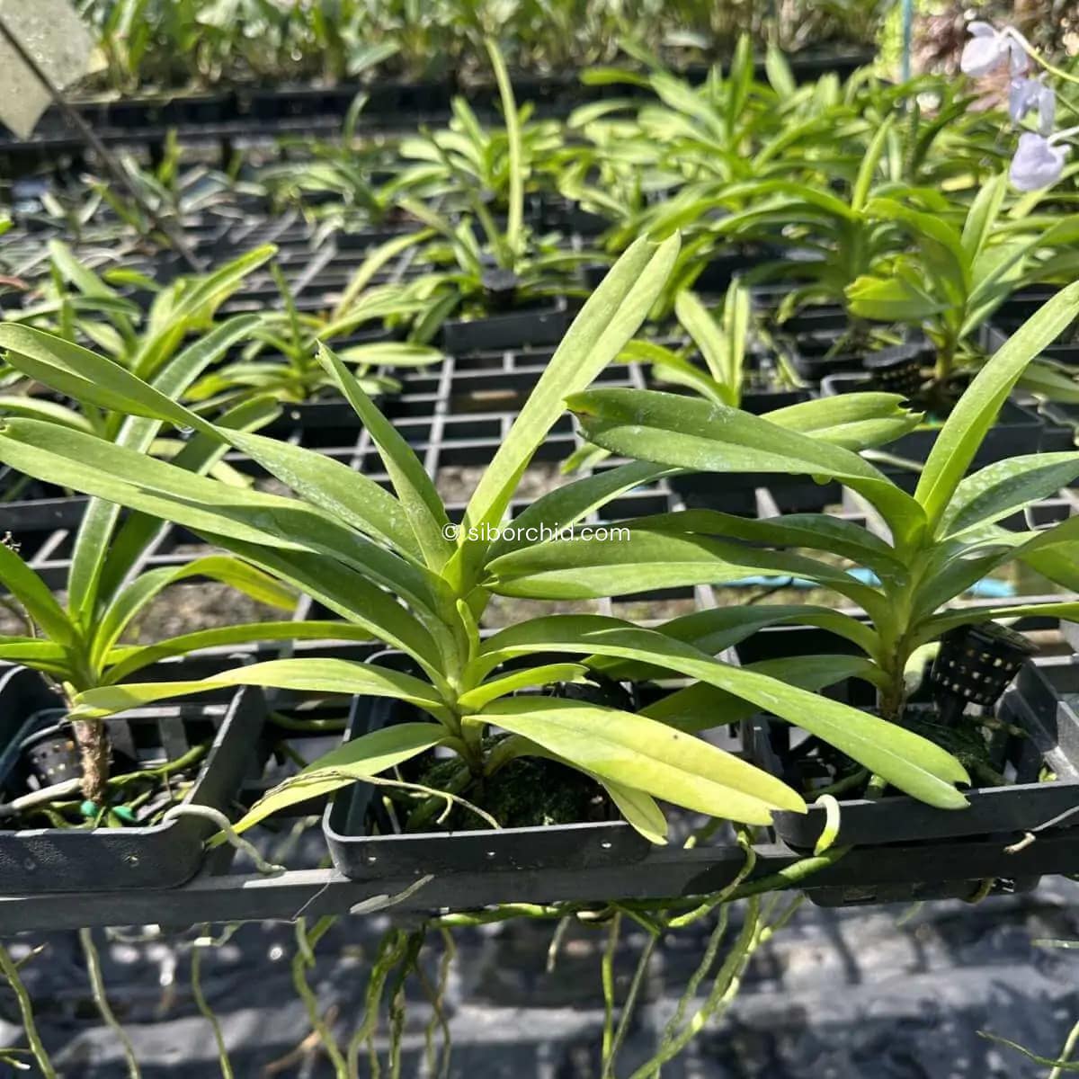 Vanda coerulea