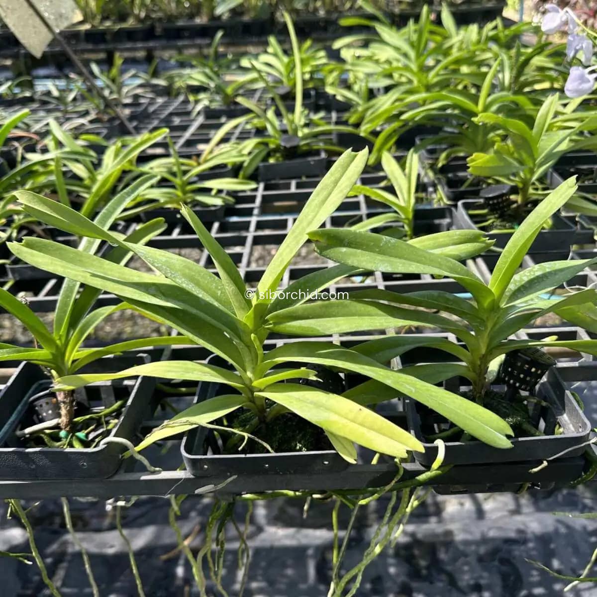 Vanda coerulea Blue - Image 8