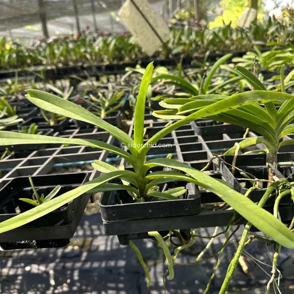 Vanda coerulea