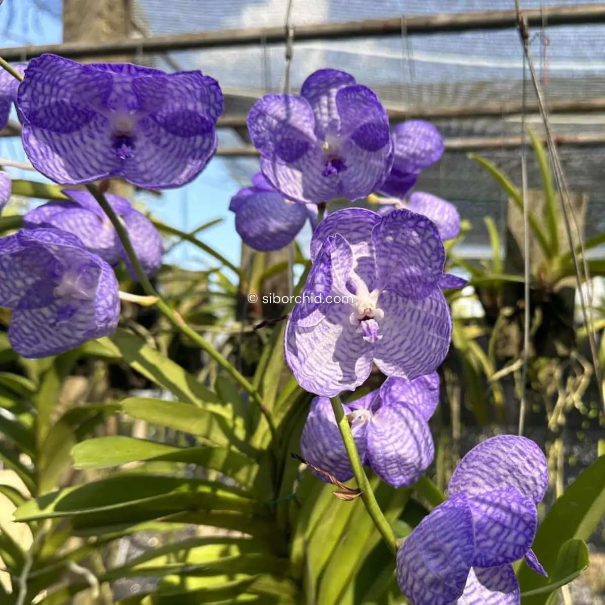 Vanda coerulea flower blug orchid
