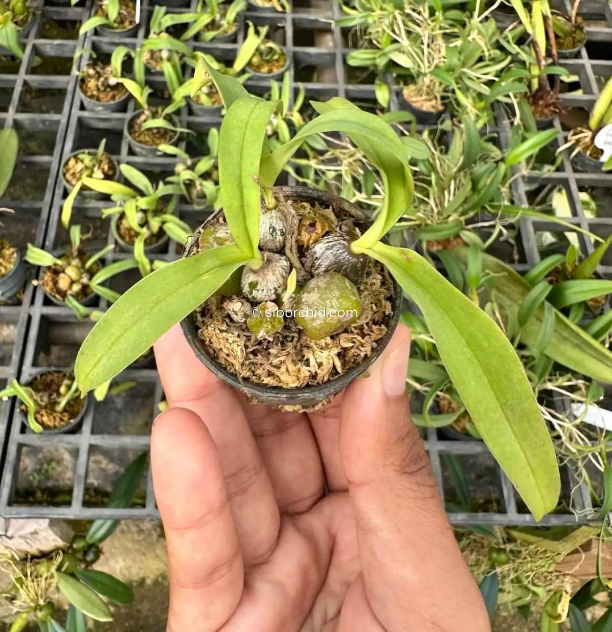 Bulbophyllum tripaleum