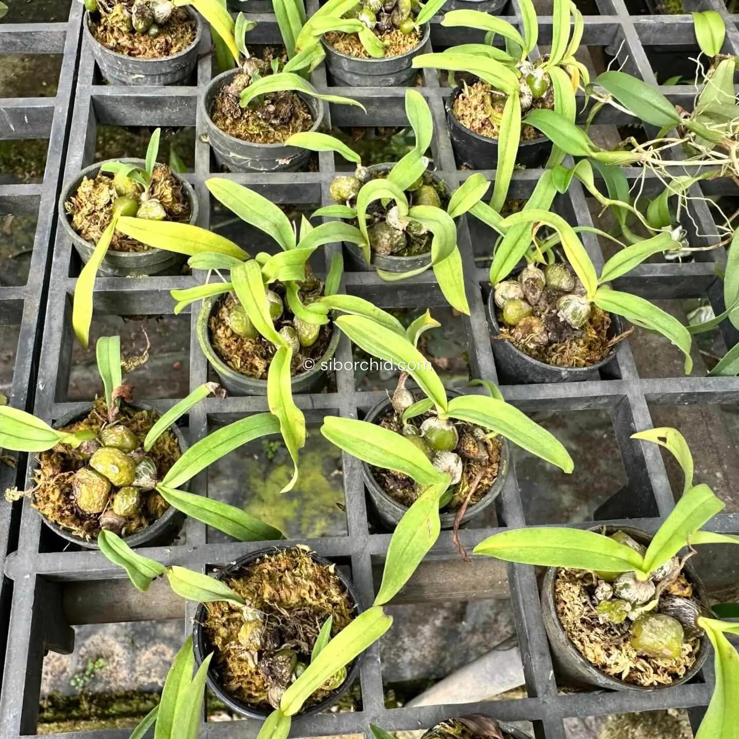 Bulbophyllum tripaleum