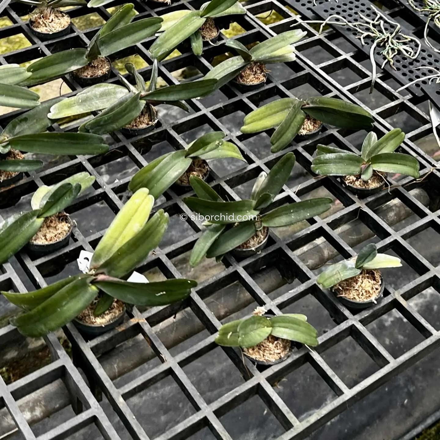 Stereochilus pachyphyllus - Image 3