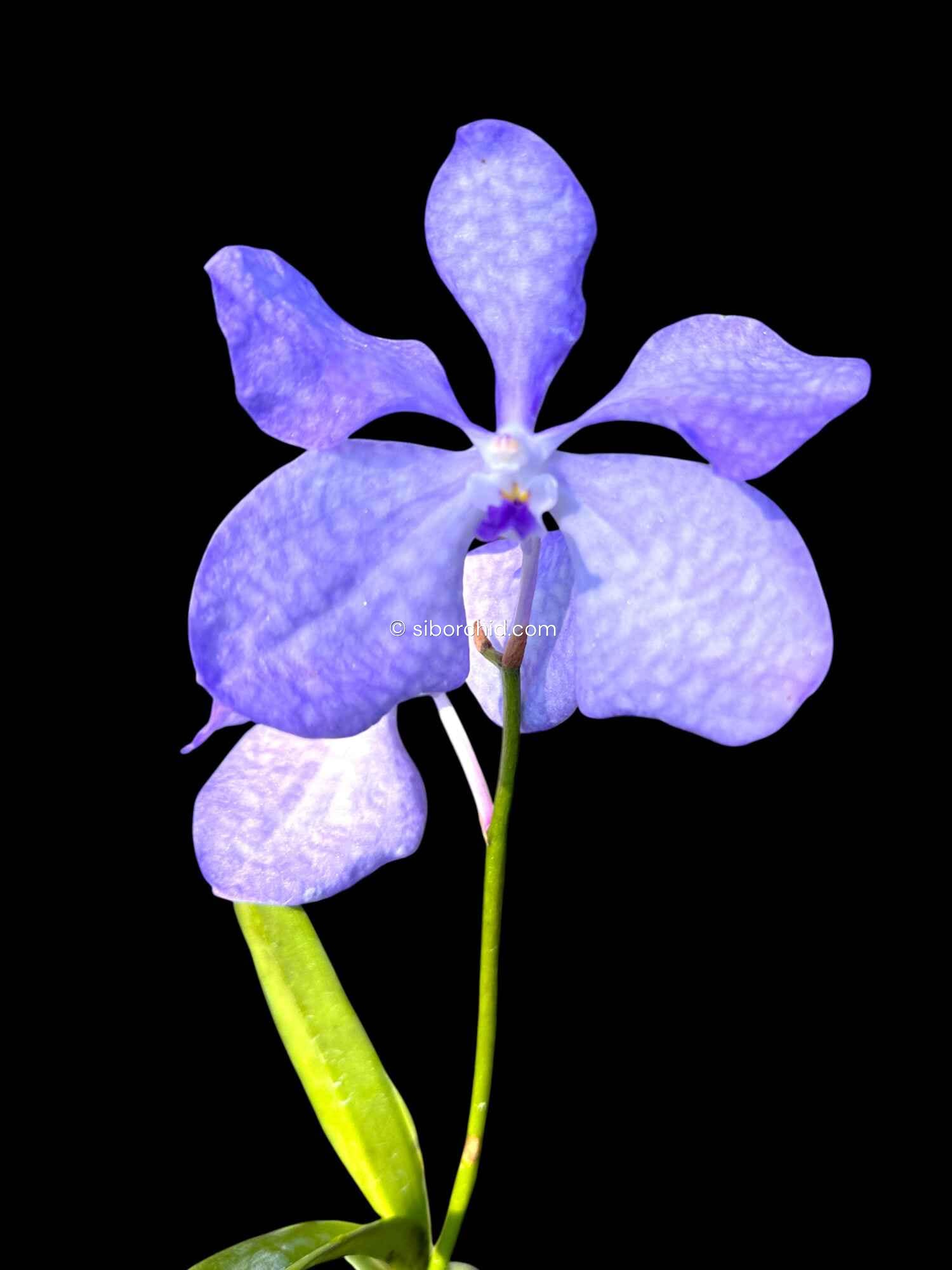 Vanda coerulea Blue