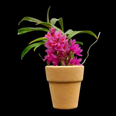 Dendrobium Hibiki