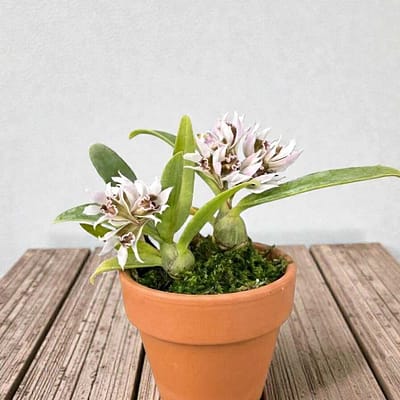 Dendrobium peguanum