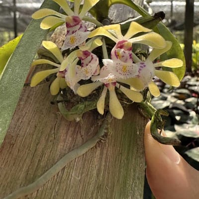 gastrochilus obliquus