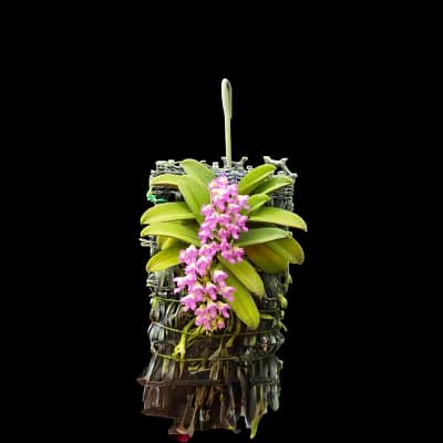 schoenorchis fragrans