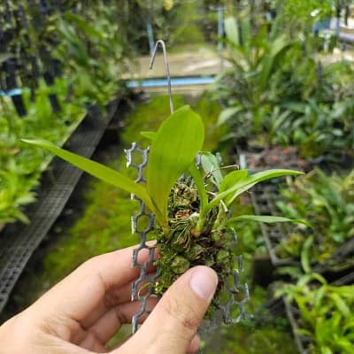 coelogyne schilleriana