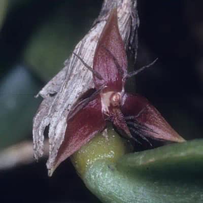Photo by © W Rysy and The Swiss Orchid Foundation at the Jany Renz Heraria Website