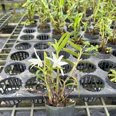 Dendrobium Moniliforme