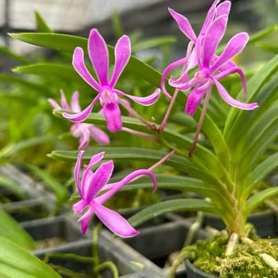 Neofinetia falcata 'Koto' x 'Shutennou', Pink