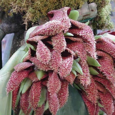 Bulbophyllum phalaenopsis for sale