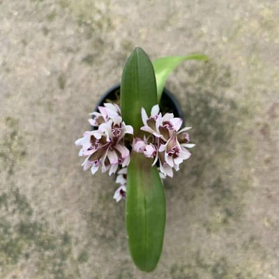 Dendrobium peguanum