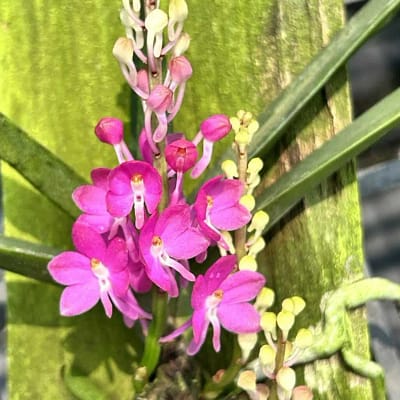 Vanda ampullacea (Ascocentrum ampullaceum)