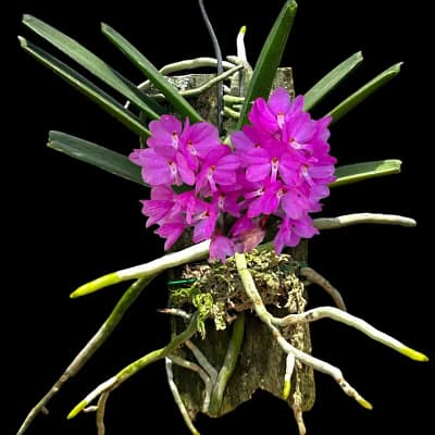 Vanda ampullacea (Ascocentrum ampullaceum)