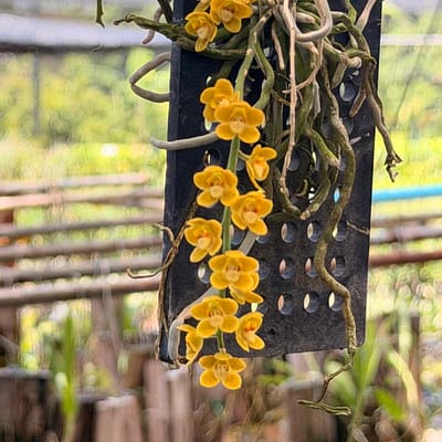 Chiloschista nakornpanomensis
