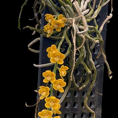 Chiloschista nakornpanomensis