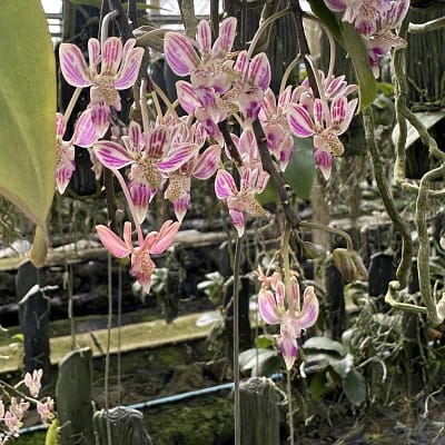 Kingidium minus Phalaenopsis finleyi