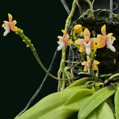 Grosourdya appendiculata