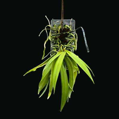 Grosourdya appendiculata