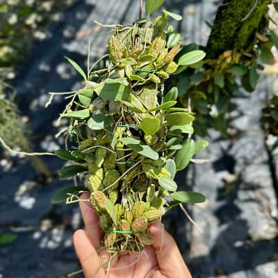 Dendrobium jenkinsii