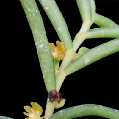 Adenoncos parviflora