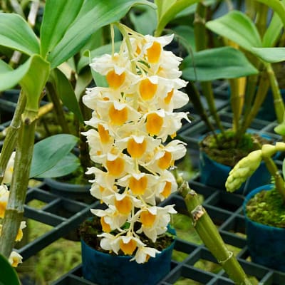 Dendrobium densiflorum
