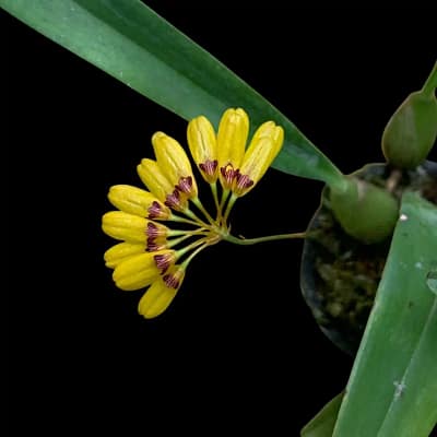 Bulbophyllum retusiusculum