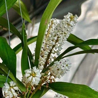 ERIA