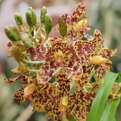 Grammatophyllum
