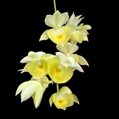 Catasetum pileatum
