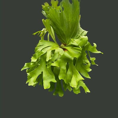 Platycerium Kitshakood “Wide Form”