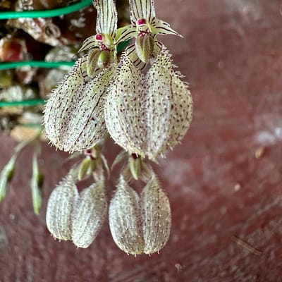 bulbophyllum polliculosum for sale