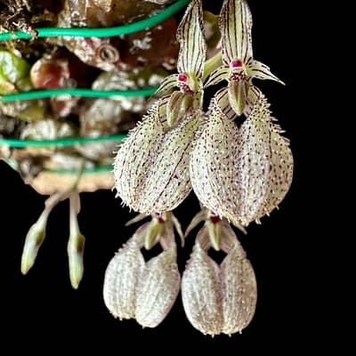 bulbophyllum polliculosum for sale