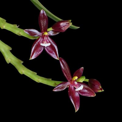 Phalaenopsis