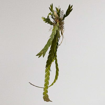 Dendrobium keithii