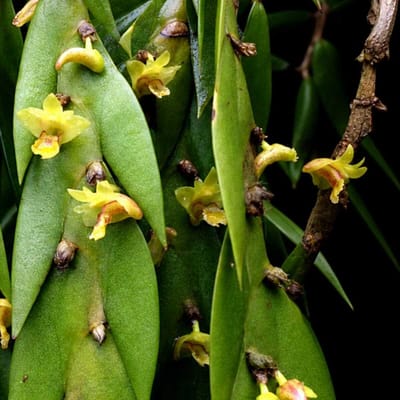 Dendrobium keithii