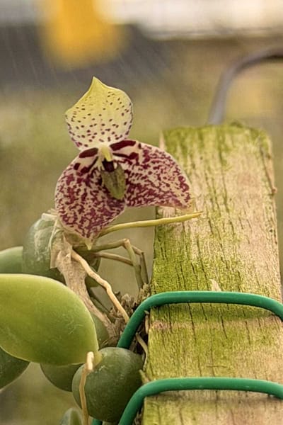 Bulbophyllum cambodianum