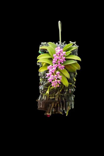 schoenorchis fragrans