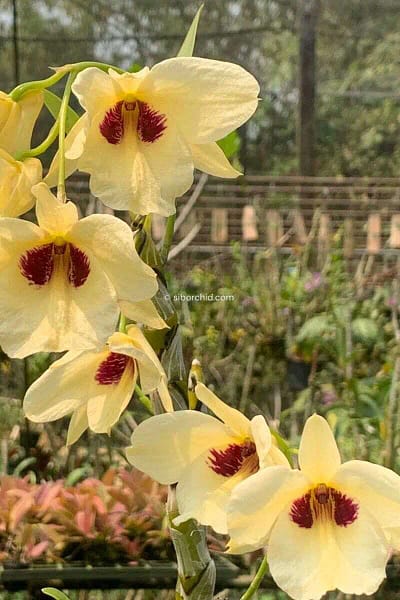 Dendrobium albosanguineum
