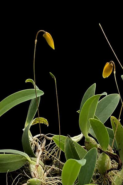 Bulbophyllum pardalotum siborchid