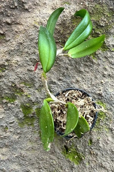 Bulbophyllum haniffii