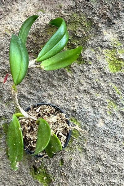 Bulbophyllum haniffii
