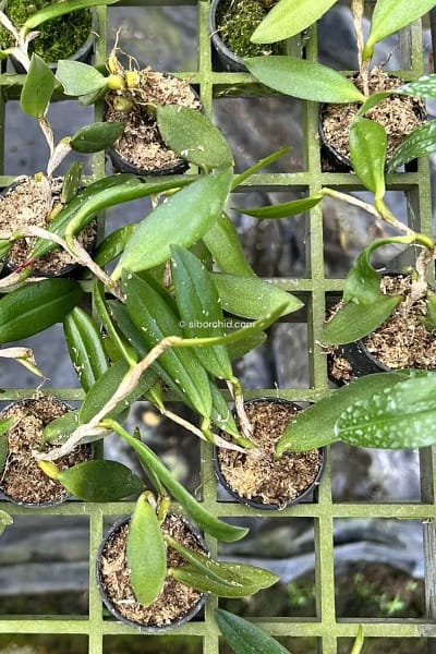 Bulbophyllum haniffii